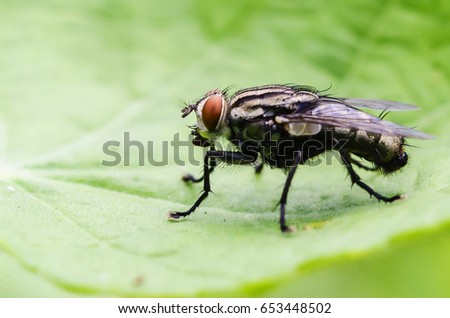 Black flies are hanging on green leaves.copy space.