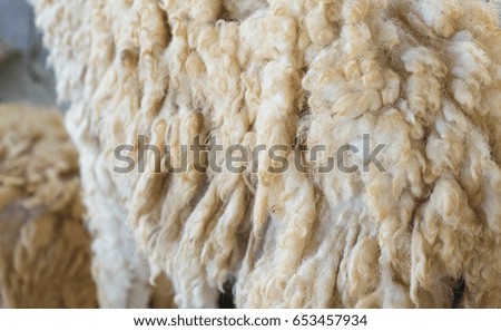 closeup of natural sheep wool