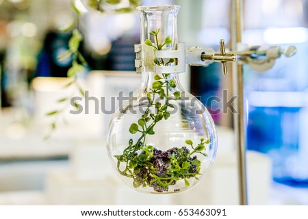 Examples of herbs in glass bottles for drug and cosmetics extraction with stand flask holder. Royalty-Free Stock Photo #653463091
