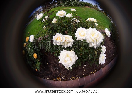 Fish eye view of white roses in the park.