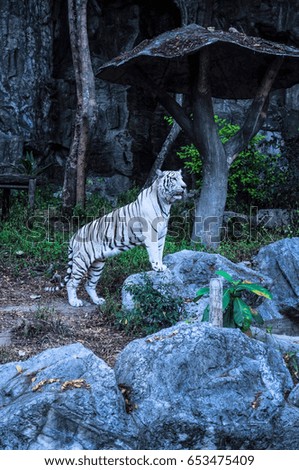 White tiger on the zoo 