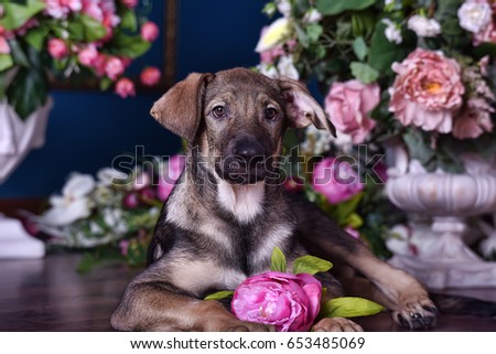 Cute puppy crossbreed lying on the floor with flowers.