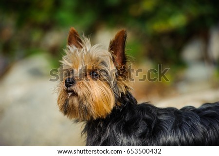 Portrait of Yorkshire Terrier dog against natural background