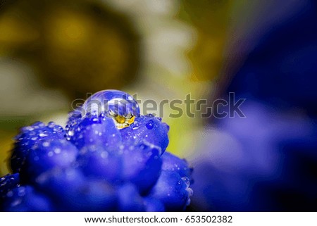 Blue flower with water drop macro photography
