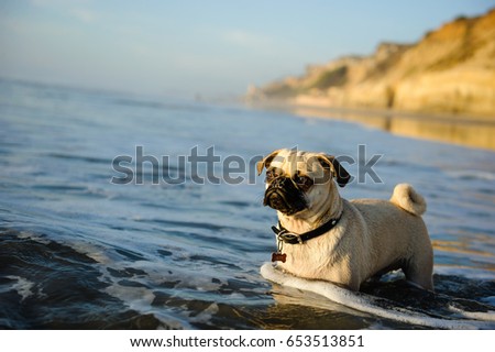 Puggle dog wading through ocean water