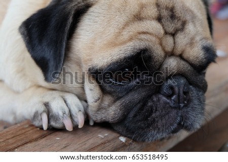the pug is a small dog this pic she feel alone