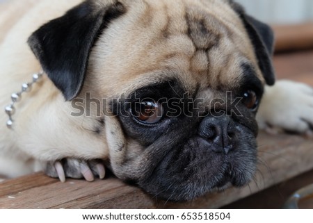 the pug is a small dog this pic she feel alone