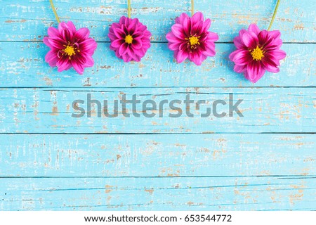 Floral background, beautiful pink dahlias flowers on turquoise wood with copyspace.