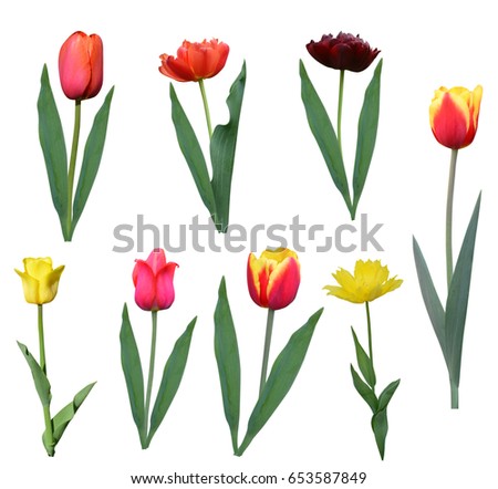 Flower collection tulips  of different varieties, yellow,  isolated on white background