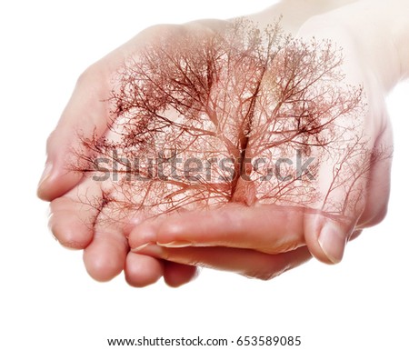 art photo - tree in hands - ecology concept