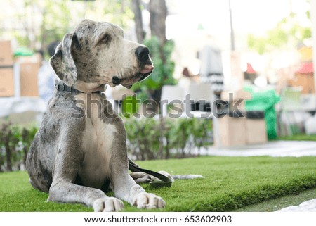 Great Dane is sitting on the lawn