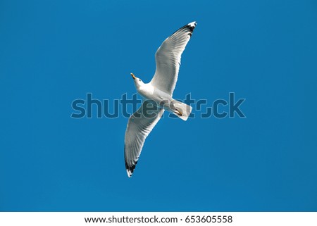 Photo of a beautiful gull hovering in the sky
