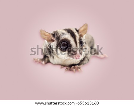 Close up of Sugar Glider isolated on pink background.