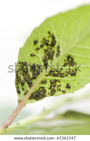 Aphid (greenfly) on a green leaf