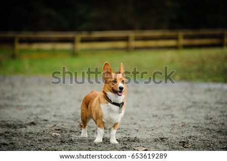 Welsh Pembroke Corgi dog standing in fenced in park 