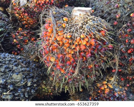 Bundles of oil palm fruits freshly cut off from trees lying on the ground ready to be sent to plant for crushing process