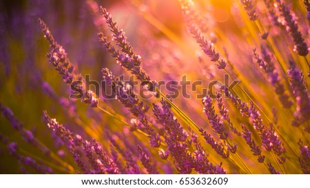 Magical nature background with soft sunlight and lavender flowers.