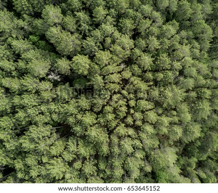 Aerial view of forest in Corsica