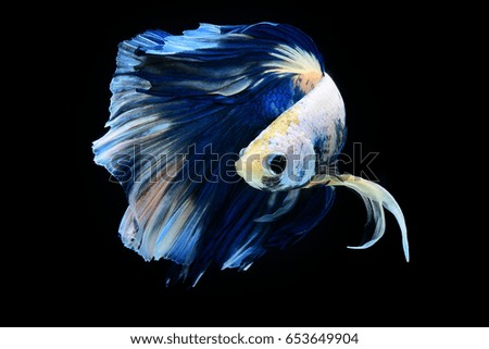 Capture the moving moment of siamese fighting fish isolated on black background. betta fish