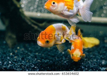 Single goldfish, a lionhead, in the tank.