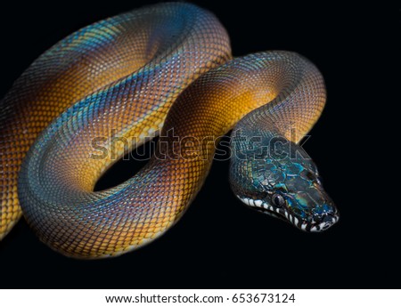 Male White lipped python