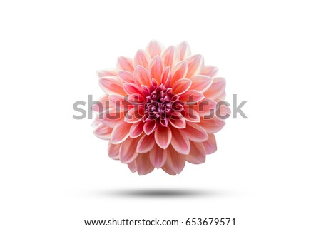 Dahlia Flower beautiful nature close-up concept ideas. Isolated on white background Royalty-Free Stock Photo #653679571