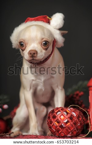 Chihuahua in the studio in the New Year's hat