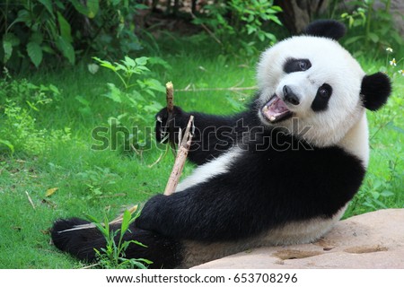 A playful happy panda in China Royalty-Free Stock Photo #653708296