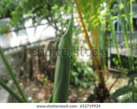 Close up Leaf Spring Bud of the Nature