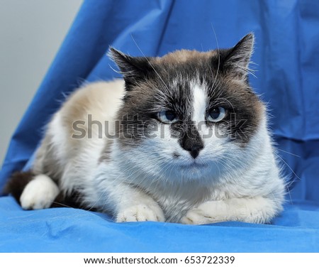 A Snowshoe Siamese cat