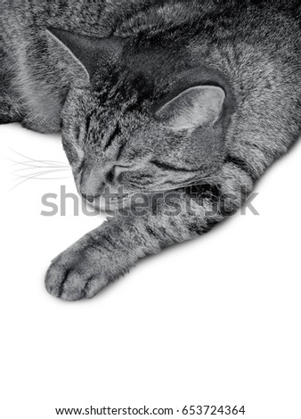 Motley cat sleeps, front paw stretched. Black and white photo