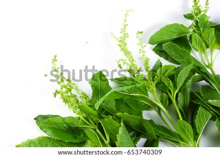 Holy Basil leaf herb isolated On a white background. Royalty-Free Stock Photo #653740309