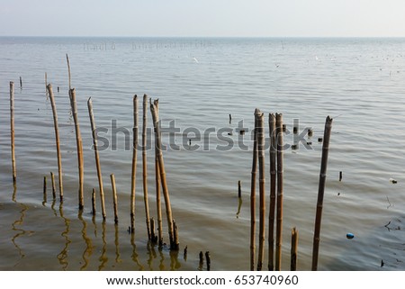 The sea with woods in mangrove forest