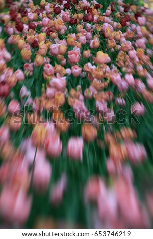 tulips on a toy lens shot