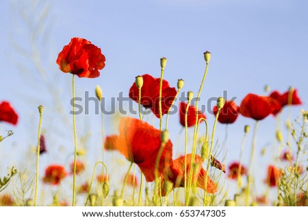  Poppies flower on green background ,wild ,natural, fresh ,petals , nature ,drops ,grass ,view ,dreamy ,beautiful ,red ,long ,plant ,summer ,blue ,sky
