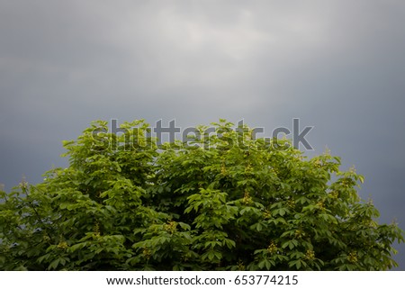 a treetop of a chestnut tree, in the background dark clouds
