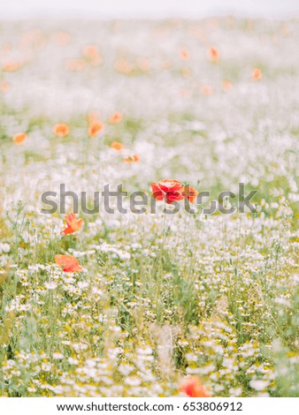 The close-up view of the poppy among white flowers in the field.