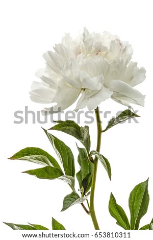 White flower of peony, lat. Paeonia, isolated on white background