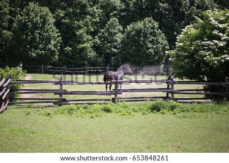 Thoroughbred stallion in summer corral after rolling on the ground

 Royalty-Free Stock Photo #653848261