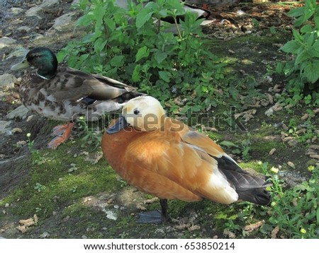 Two ducks of different species living together in a nature reserve