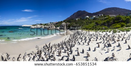 Penguins at boulders beach in Simons Town, Cape Town, Africa Royalty-Free Stock Photo #653851534