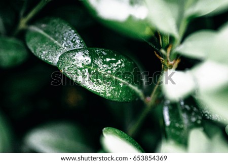 Early dew on green leaves