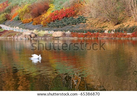 Lake with a swan on the background of the autumn park