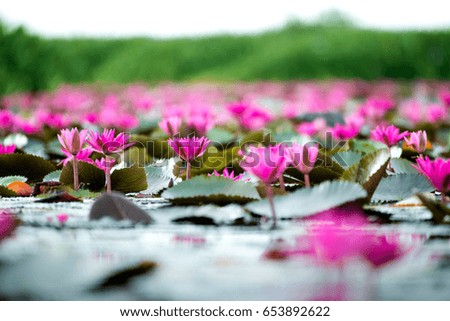 Pink lotus in wetlands Thale Noi, one of the country's largest wetlands covering Phatthalung, Nakhon Si Thammarat and Songkhla ,South of THAILAND.