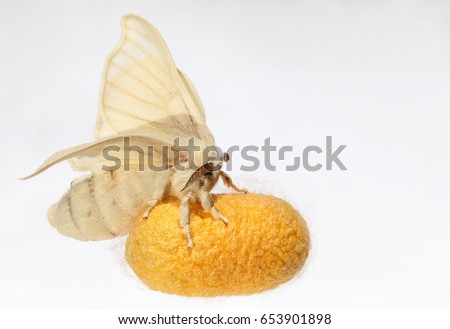 Butterfly of Silk Moth on a cocoon. Silkworm ( Bombyx mori ) on a grey background. Macro Royalty-Free Stock Photo #653901898
