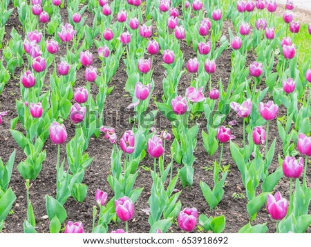 Field of multi-colored tulips
