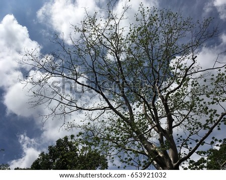Beautiful blue sky clouds through trees branches