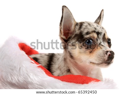 Cute little unique black spotted chihuahua with one blue eye and one black laying inside a christmas stocking