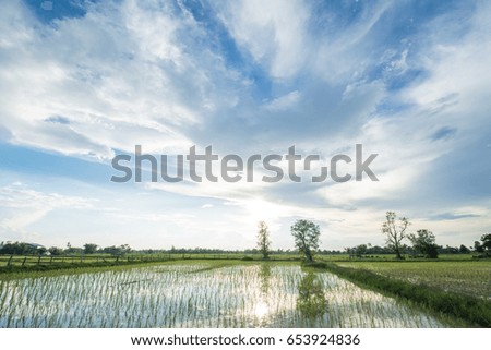 Paddy field and sky