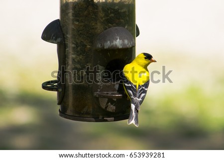 Gold Finch on the Feeder Royalty-Free Stock Photo #653939281